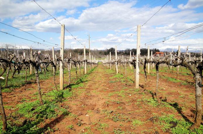 Vinarija Buntić
